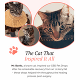 cbd oil for cats. cbd for cats. dog cbd. cbd for dogs. 