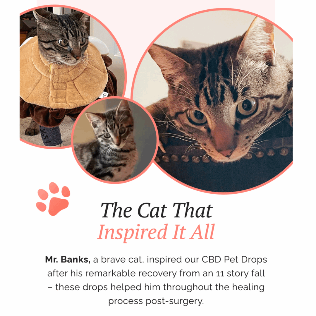 cbd oil for cats. cbd for cats. dog cbd. cbd for dogs. Premium CBD wellness products for natural relief and recovery. help troubled pet calm dog