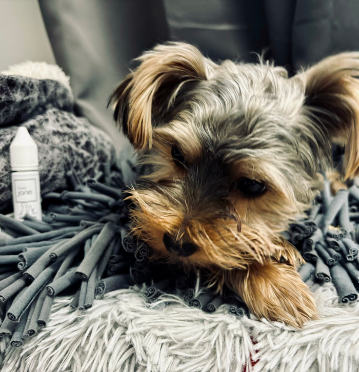 Basic Jane Pet CBD Drops — natural hemp oil for dogs and cats to promote calm and joint comfort.