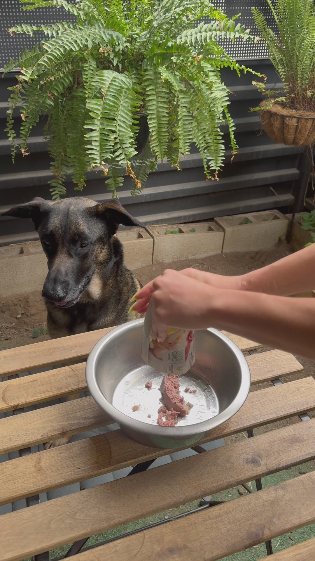 Large CBD Pet Drops