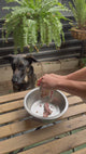 Large CBD Pet Drops